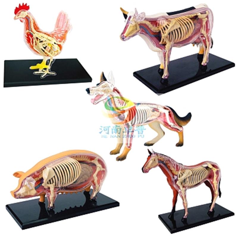 动物解剖模型.jpg