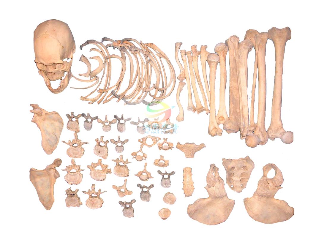 实物骨骼标本散骨标本模型