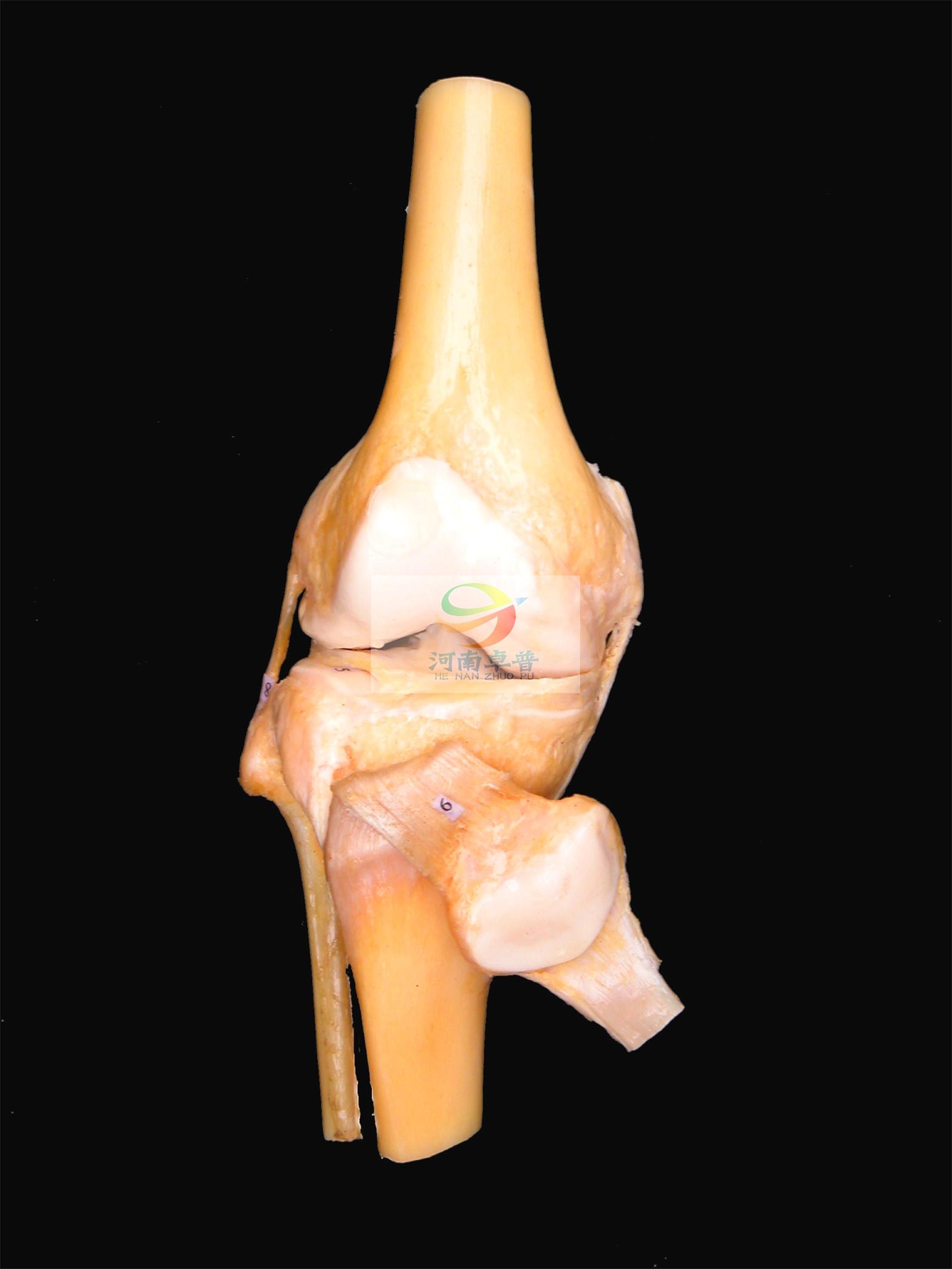 实物解剖标本模型膝关节