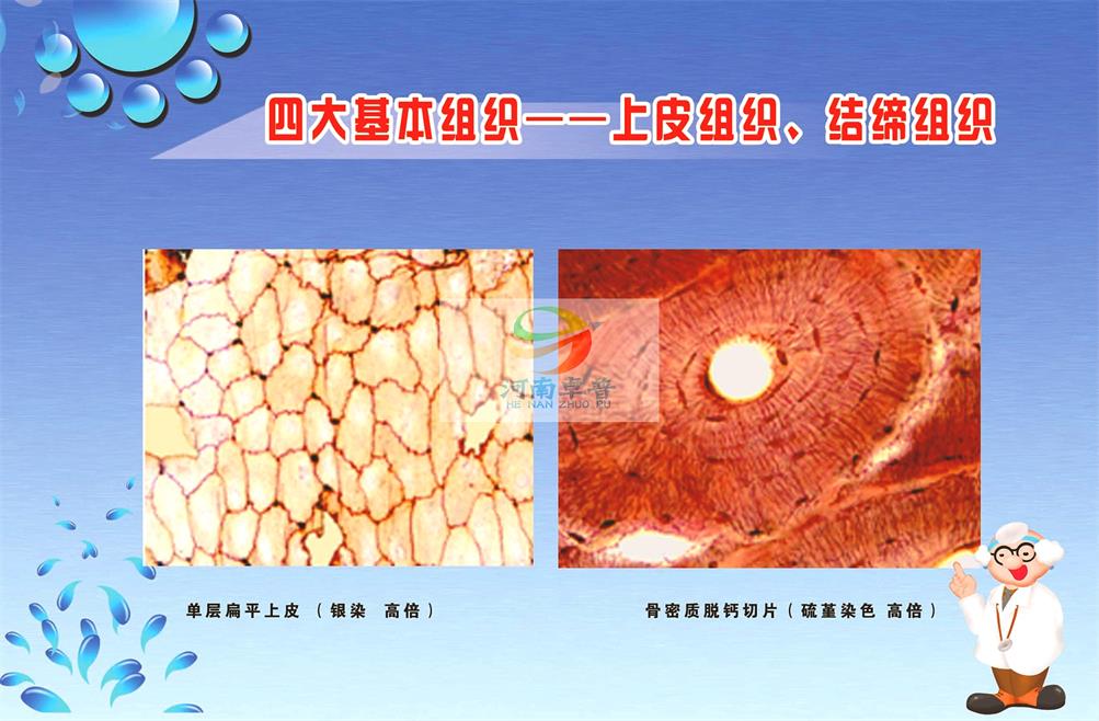 各种组织切片方法的操作和优缺点分析