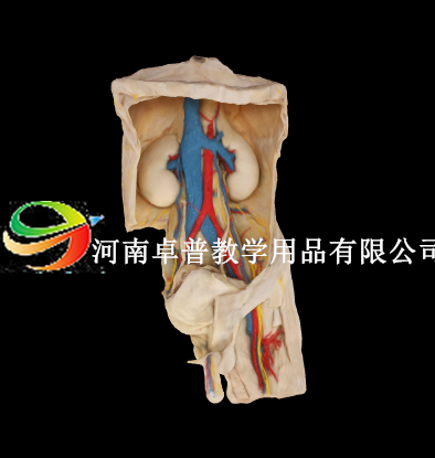 解剖标本（腹部分区）模型