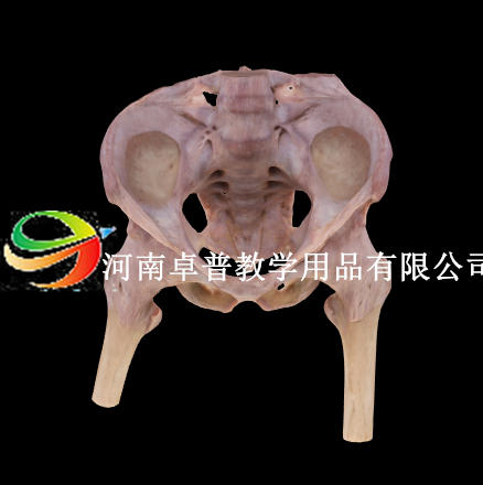 解剖标本（男性盆底肌）模型