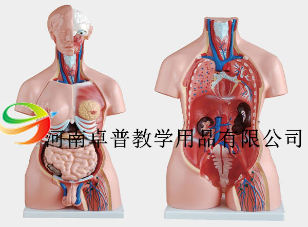 男、女两性人体半身躯干模型