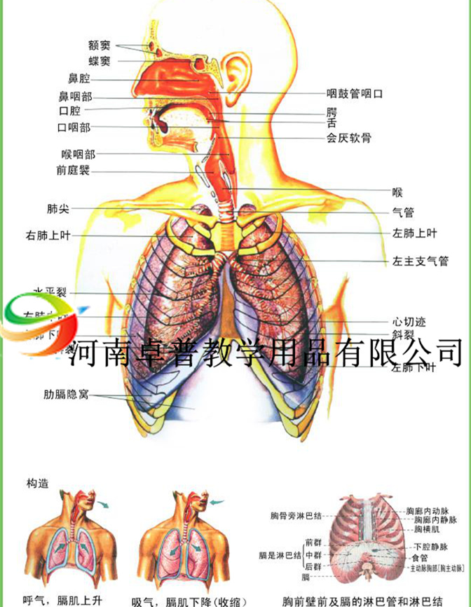 医学挂图（呼吸系统 ）