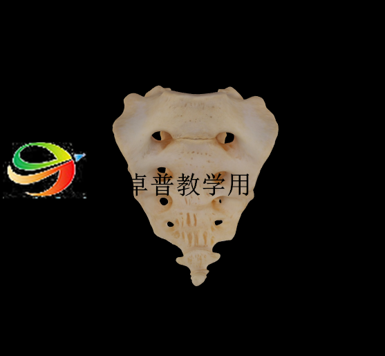 解剖标本（骶尾骨）模型