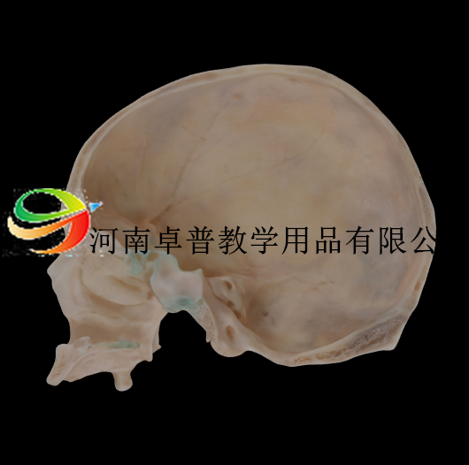 解剖标本（颅骨矢状切）模型