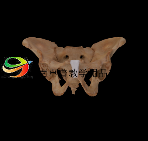 解剖标本（男性骨盆）模型