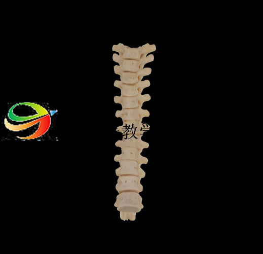 解剖标本（胸椎排列）模型