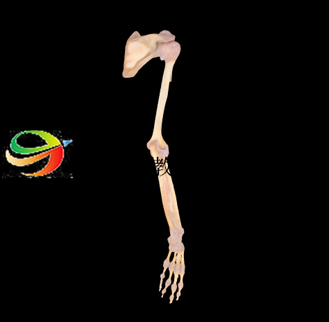 解剖标本（上肢关节）模型