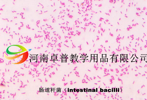 微生物切片（肠道杆菌）