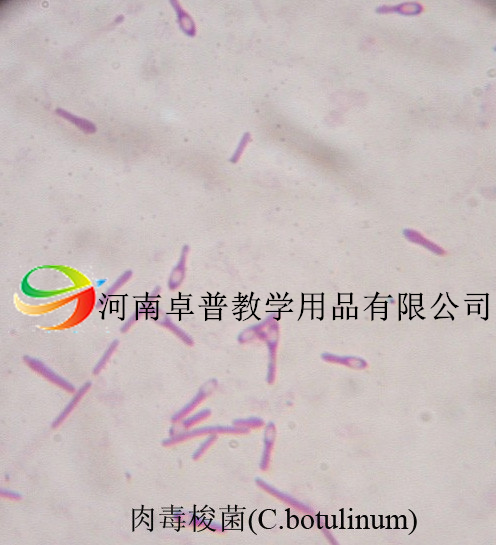 微生物切片（肉毒梭菌）