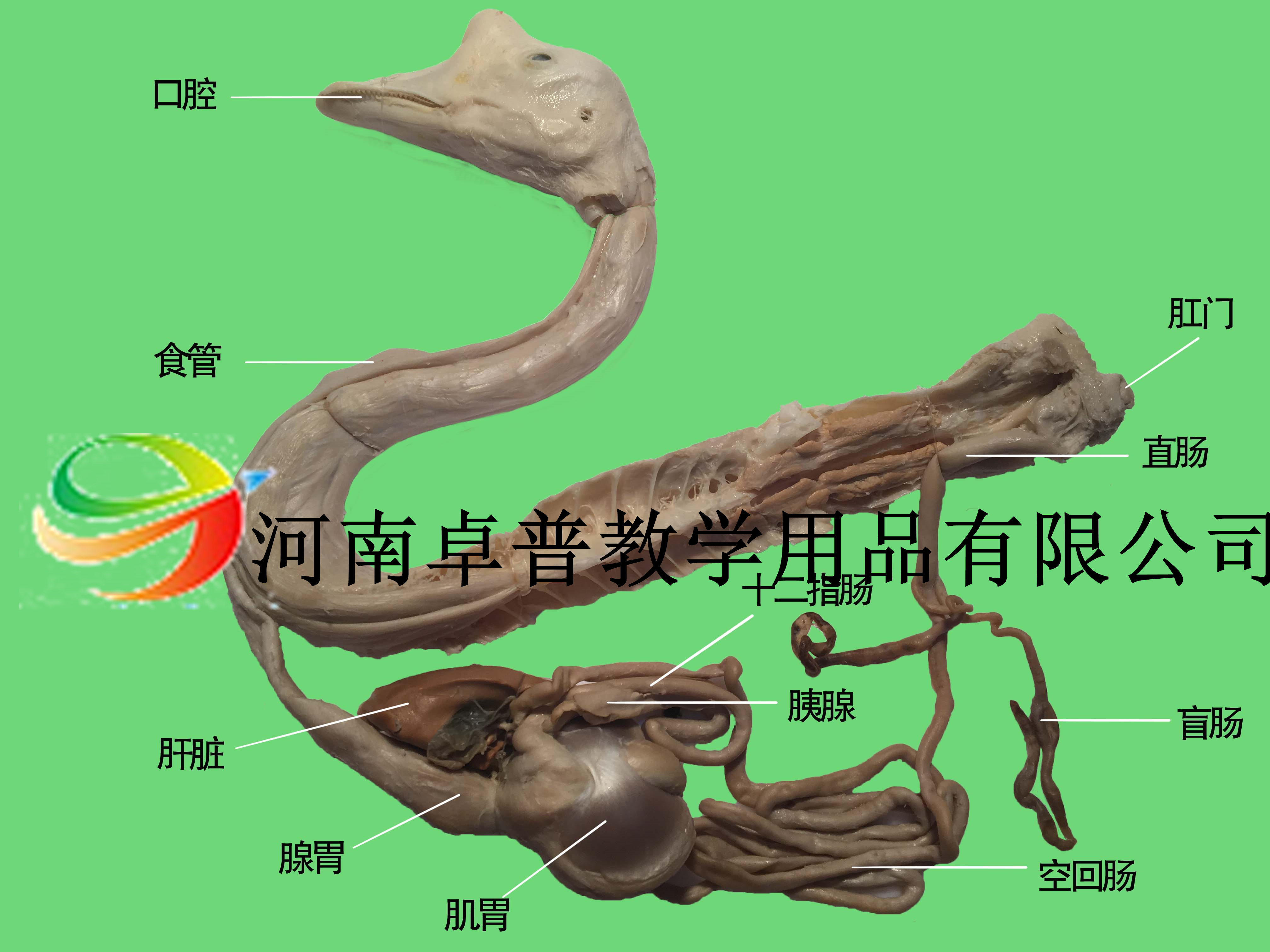 解剖标本（鹅消化系统）
