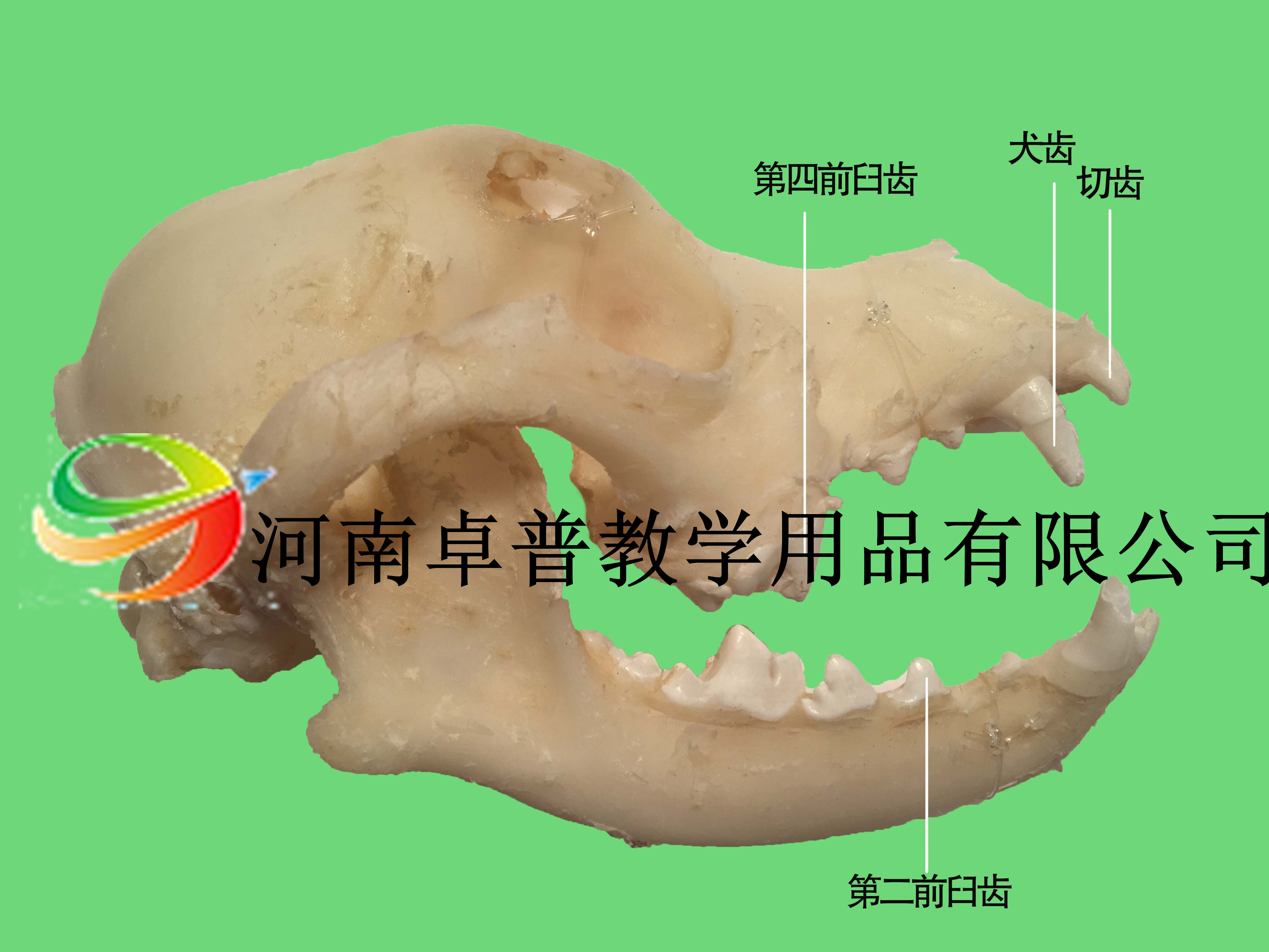 解剖标本（犬齿右侧观）