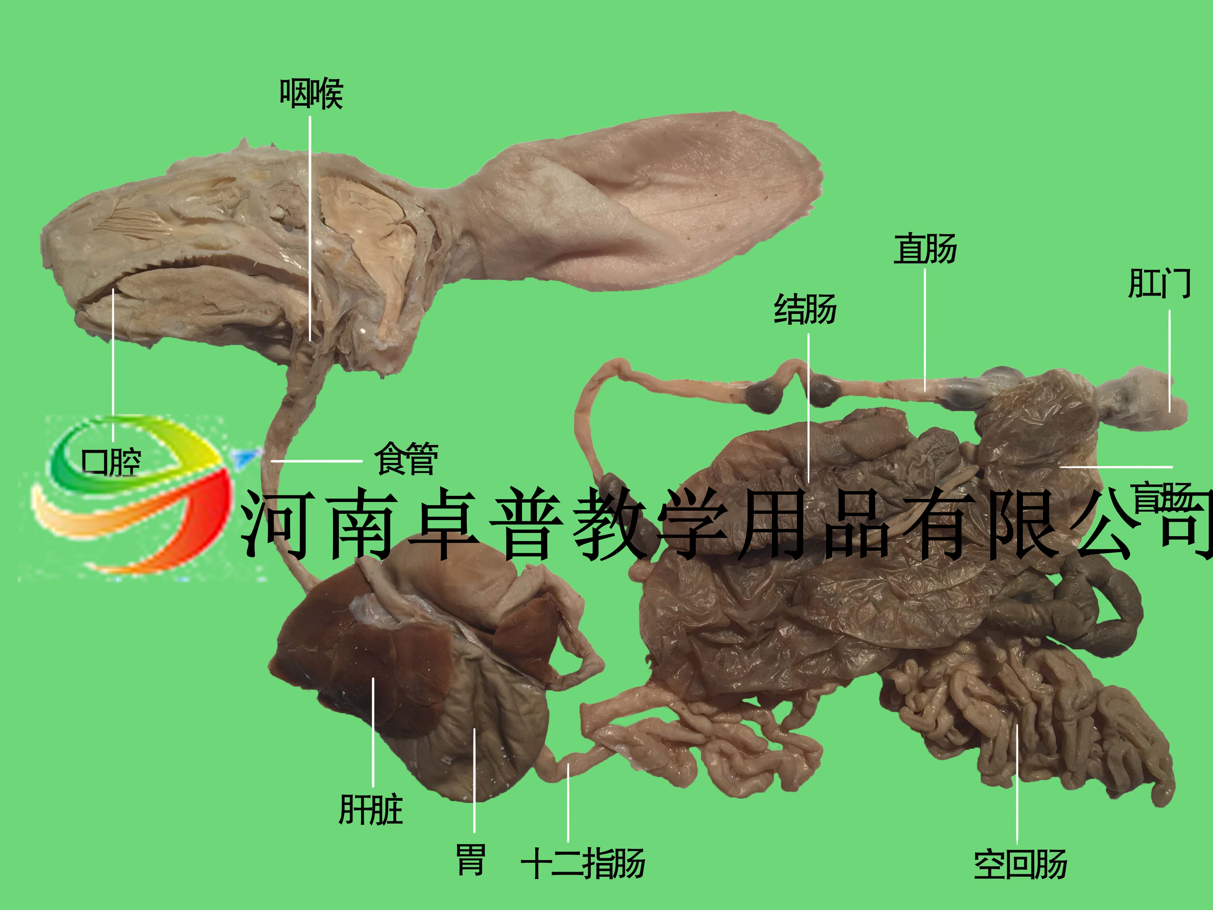 解剖标本（兔消化系统）