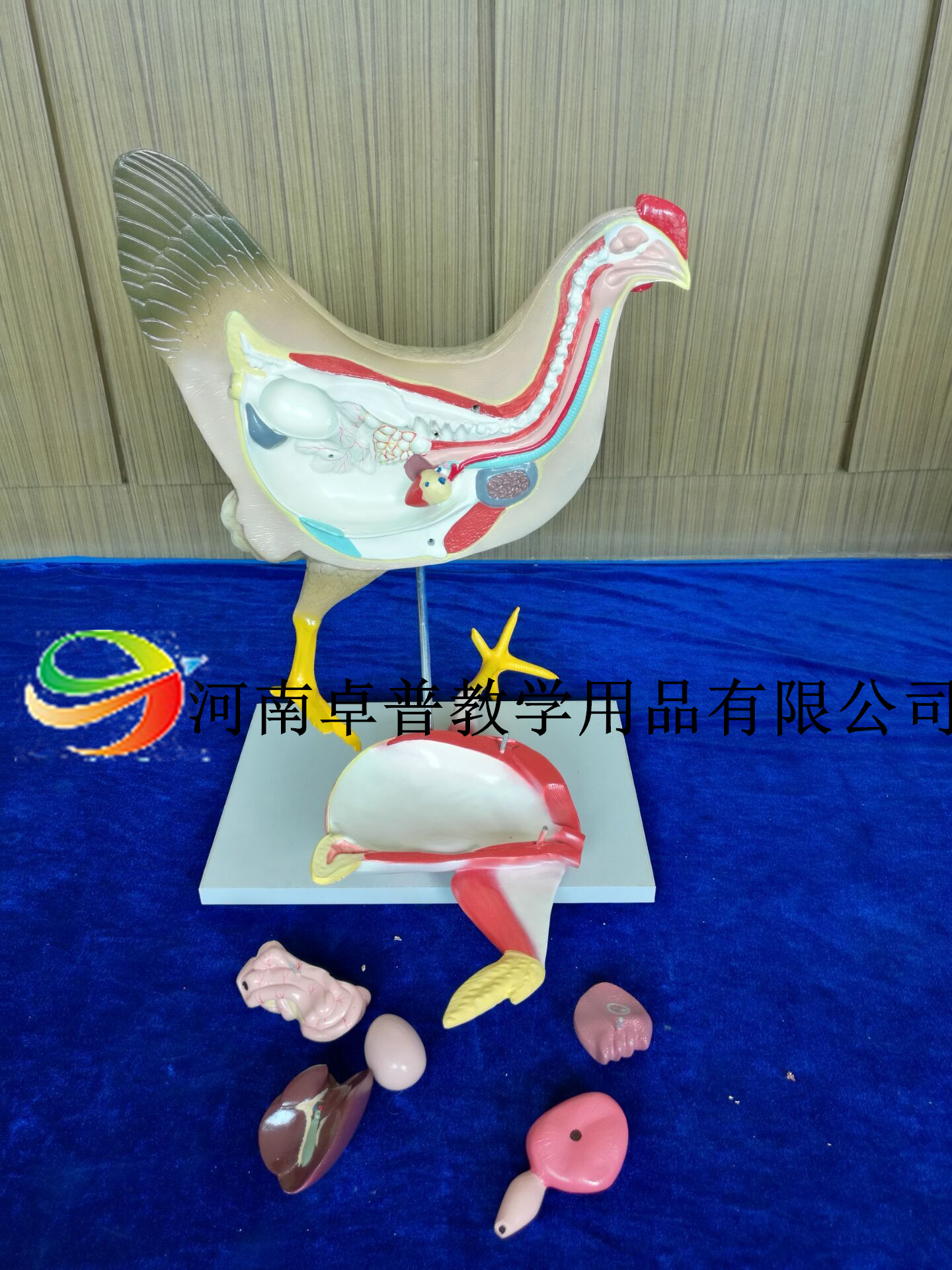 解剖模型（鸡）玻璃钢材质