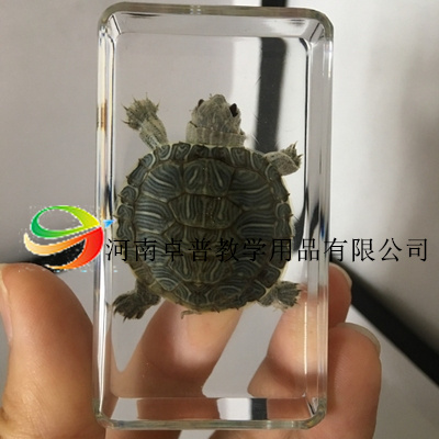 걾