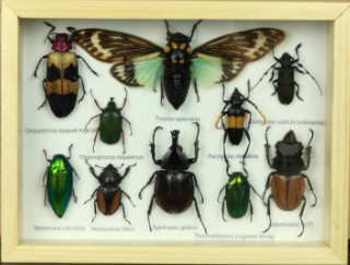 昆虫标本（模型）