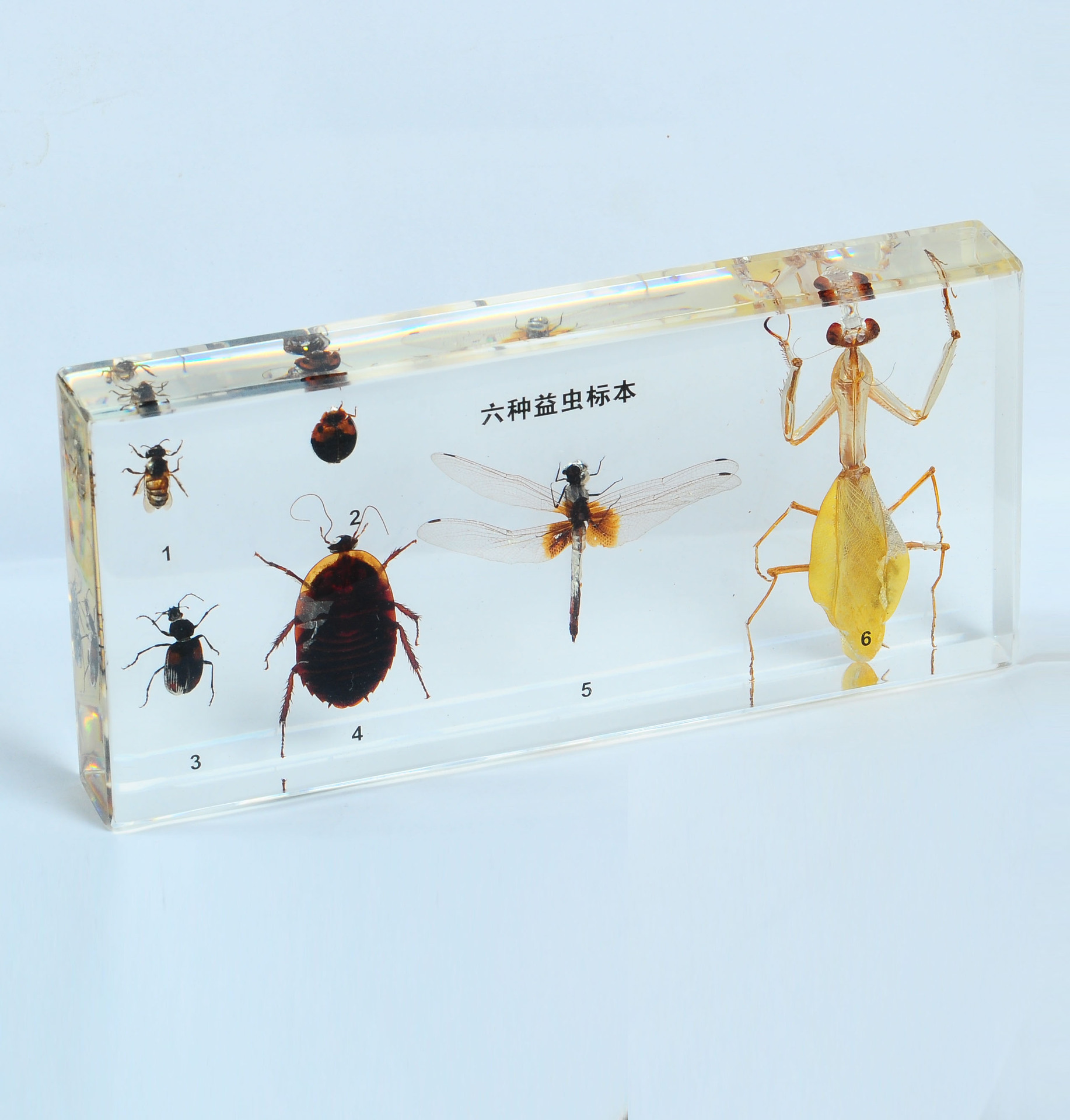 昆虫标本（模型）