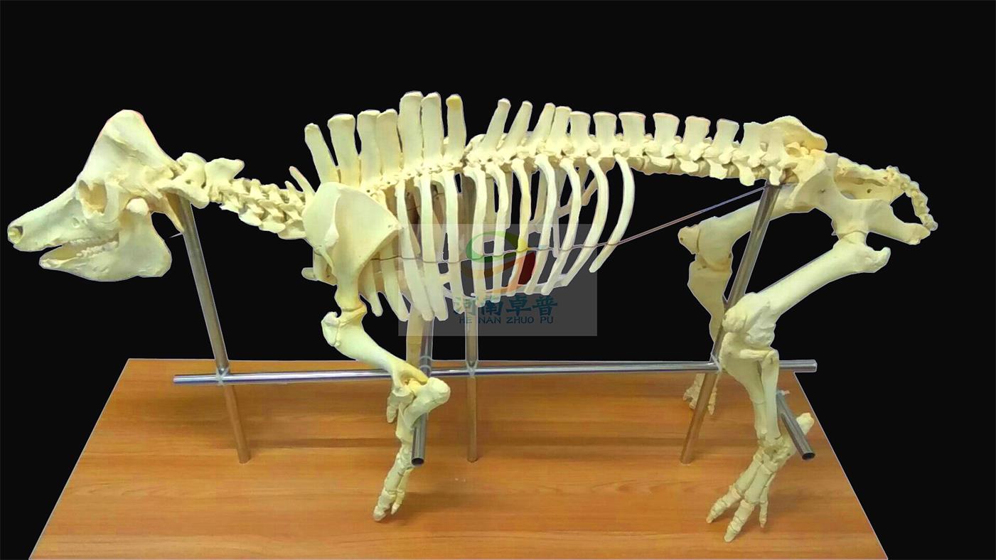 动物骨骼标本是怎么制作的? - 知乎